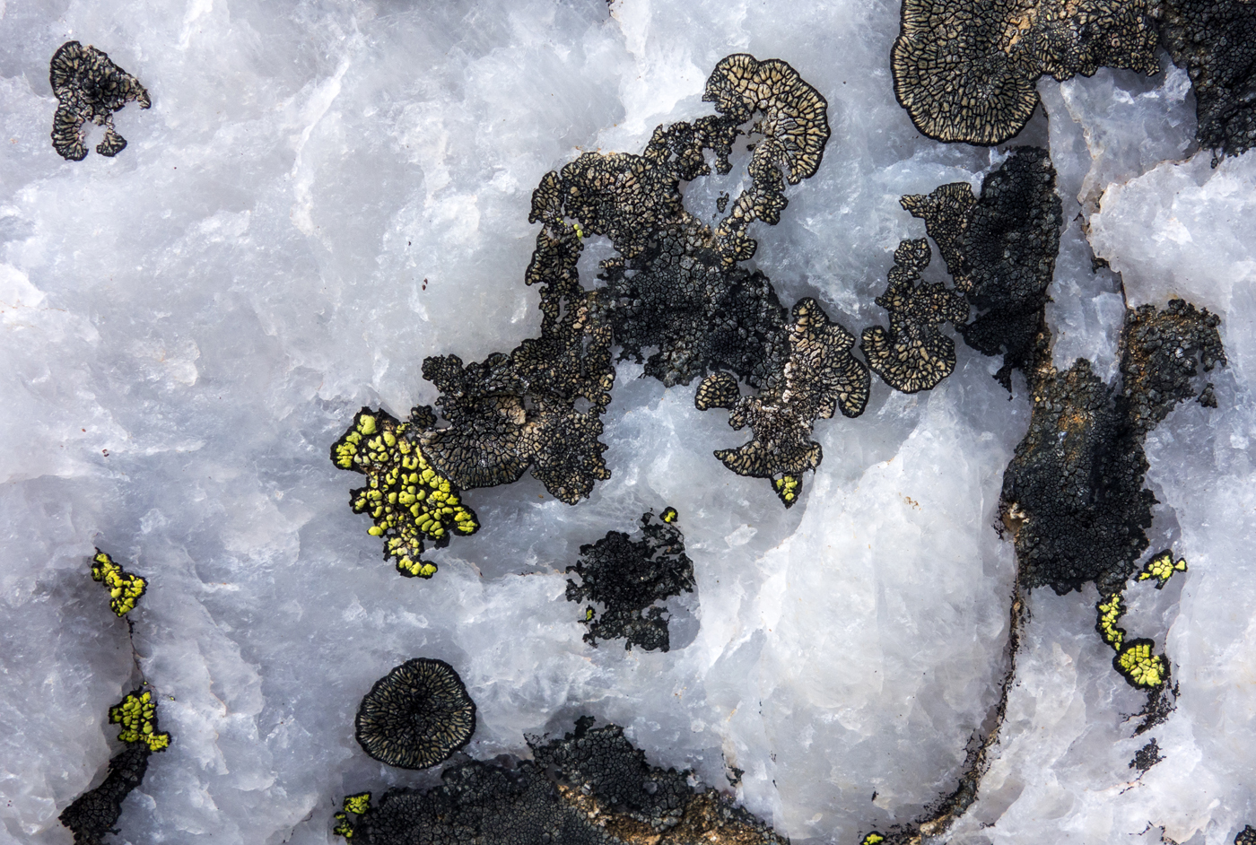  Lichen On Quartz 